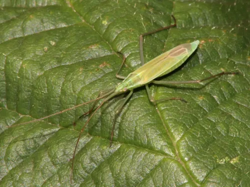 Megaloceroea recticornis - photo 2