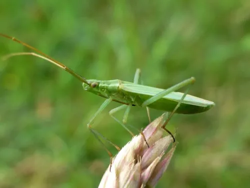 Megaloceroea recticornis - photo 3