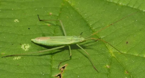 Megaloceroea recticornis - photo 4