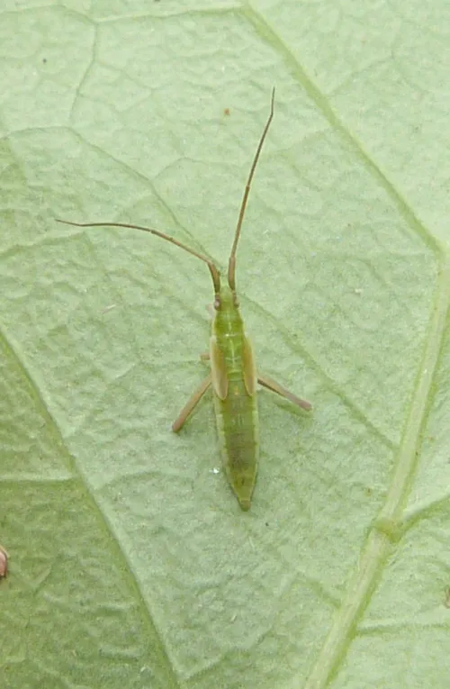 Megaloceroea recticornis - photo 5