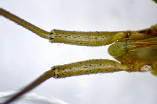 Megaloceroea recticornis - photo 6