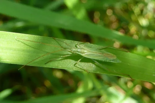 Megaloceroea recticornis - photo 7