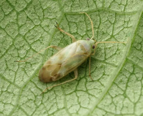 Megalocoleus molliculus - Megalocoleus molliculus