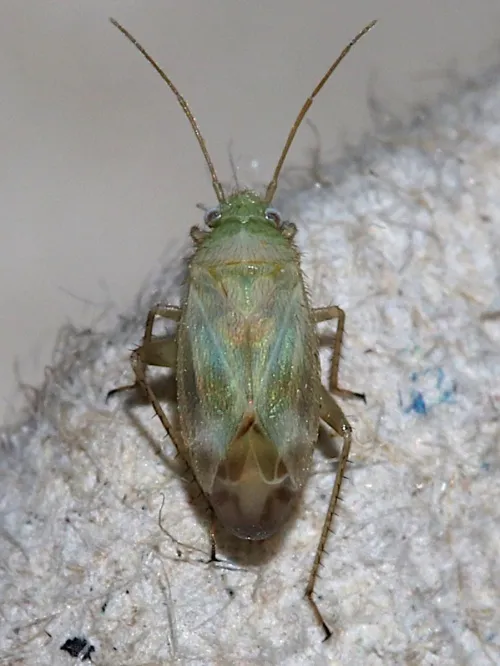 Megalocoleus molliculus - photo 2