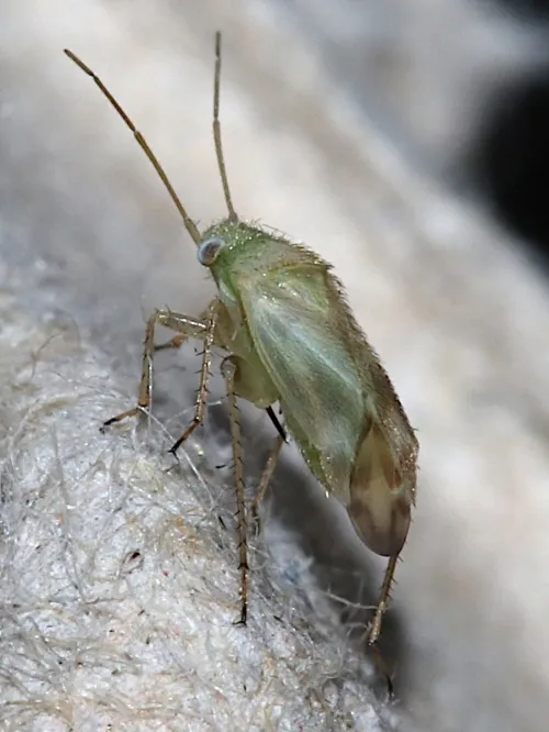 Megalocoleus molliculus - photo 3