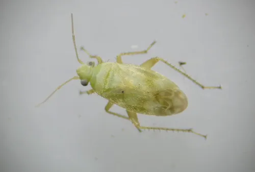 Megalocoleus molliculus - photo 4