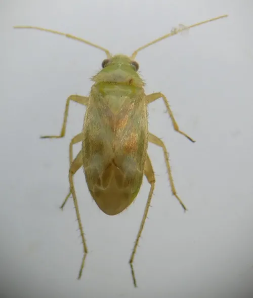 Megalocoleus molliculus - photo 5
