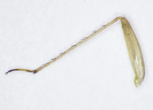 Megalocoleus molliculus - photo 6