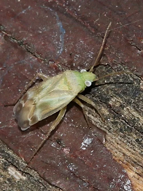 Megalocoleus molliculus - photo 8