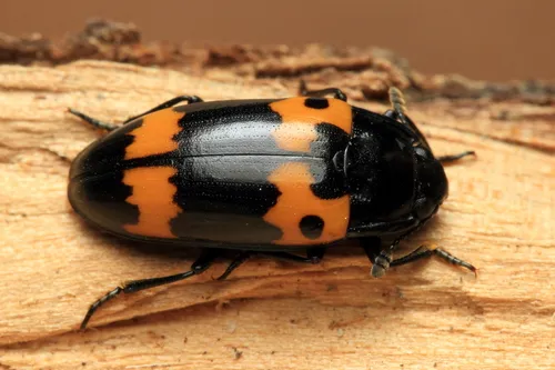 Megalodacne fasciata