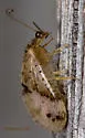 Megalomus carpenteri