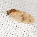 Megalomus carpenteri - photo 2