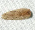 Megalomus carpenteri - photo 4