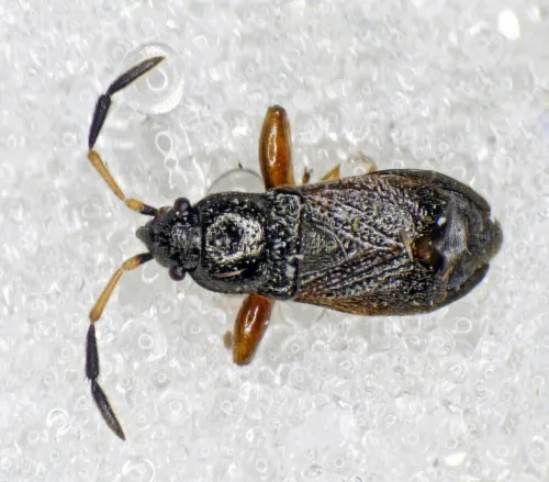 Megalonotus antennatus