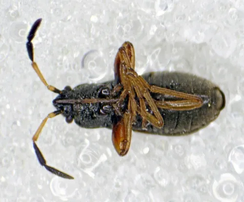 Megalonotus antennatus - photo 2