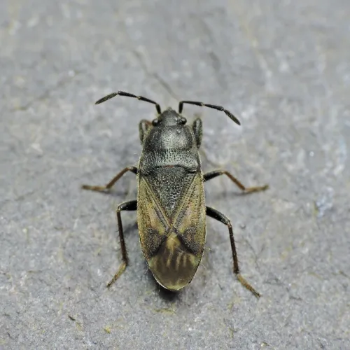 Megalonotus emarginatus