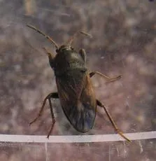 Megalonotus emarginatus - photo 2