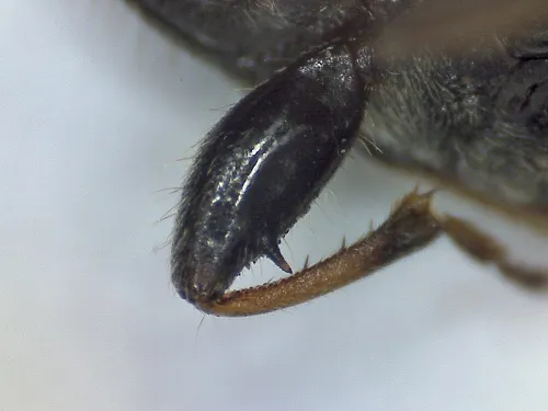 Megalonotus emarginatus - photo 3