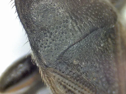 Megalonotus emarginatus - photo 4