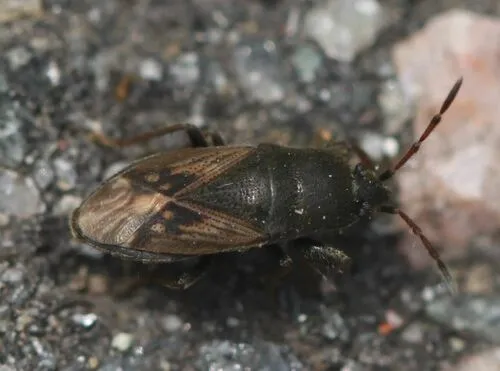Megalonotus sabulicola - photo 2