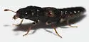 Megalopinus caelatus