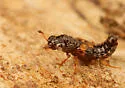 Megalopinus caelatus - photo 2