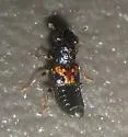 Megalopinus caelatus - photo 4