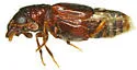 Megalopinus lingafelteri - photo 2