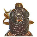 Megalopinus lingafelteri - photo 3
