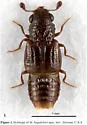 Megalopinus lingafelteri - photo 4