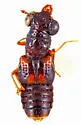 Megalopinus rufipes - Megalopinus rufipes