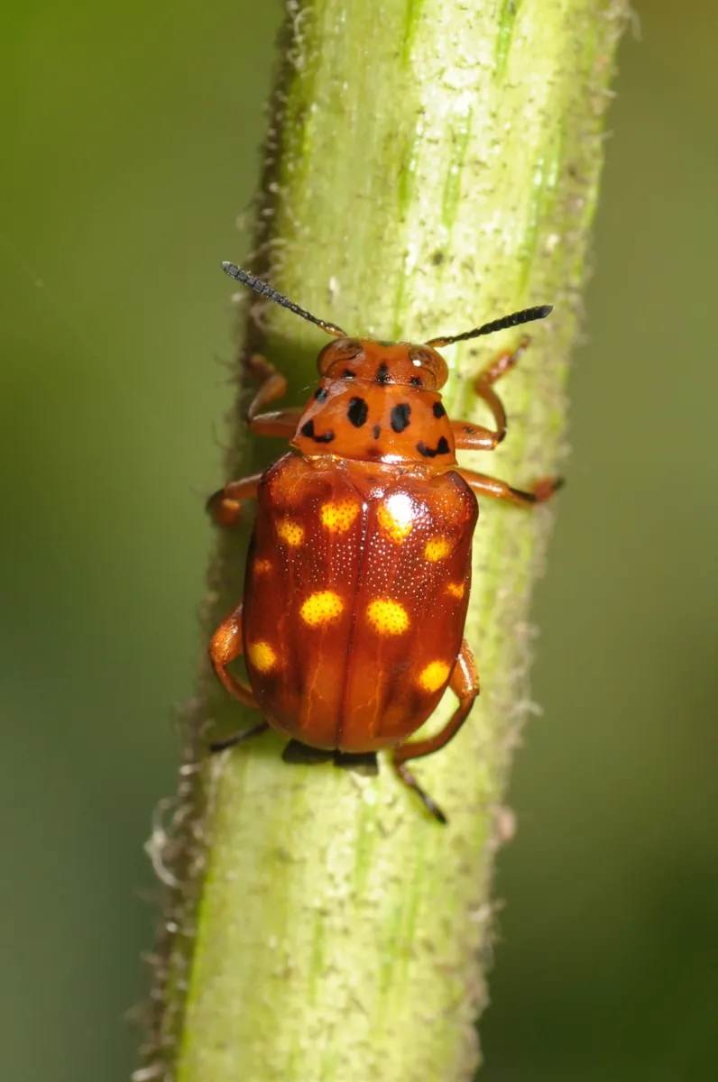 Megalopodid Leaf Beetles - Megalopodidae