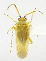 Megalopsallus brendae