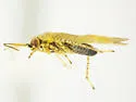 Megalopsallus brendae - photo 2