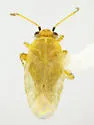 Megalopsallus brendae - photo 3