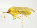 Megalopsallus brendae - photo 4
