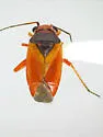 Megalopsallus ephedrae