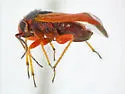 Megalopsallus ephedrae - photo 2