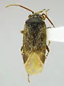 Megalopsallus humeralis