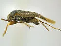 Megalopsallus humeralis - photo 2