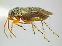 Megalopsallus humeralis - photo 4