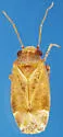 Megalopsallus marmoratus - Megalopsallus marmoratus