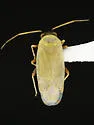 Megalopsallus nigricaput