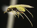Megalopsallus nigricaput - photo 2