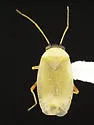 Megalopsallus nigricaput - photo 3