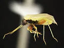 Megalopsallus nigricaput - photo 4