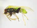 Megalopsallus pictipes - photo 2