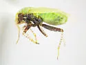 Megalopsallus pictipes - photo 4