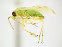 Megalopsallus rubropictipes - photo 2