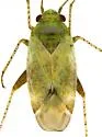 Megalopsallus rubropictipes - photo 3